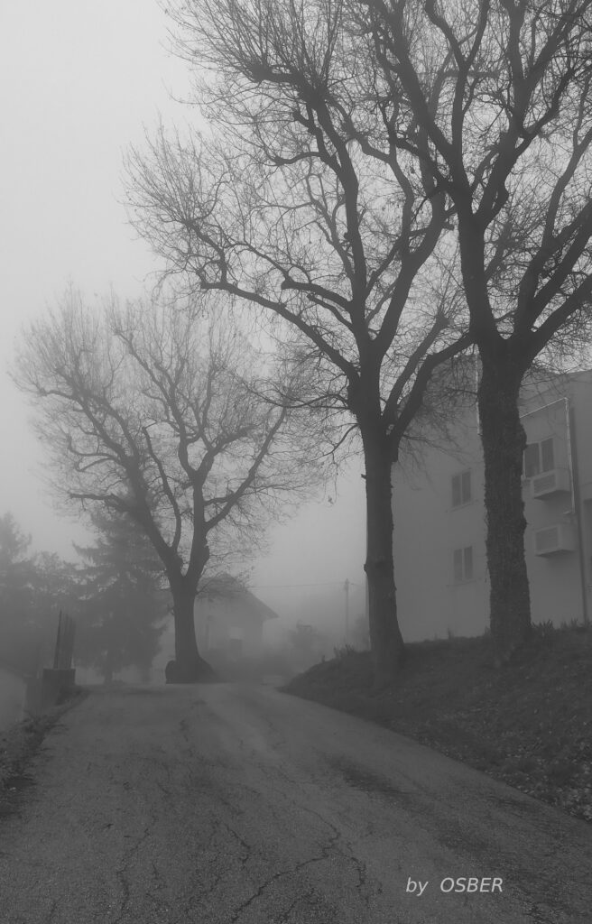 foto "alberi nudi"